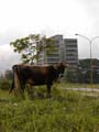02-Front-yard-cow