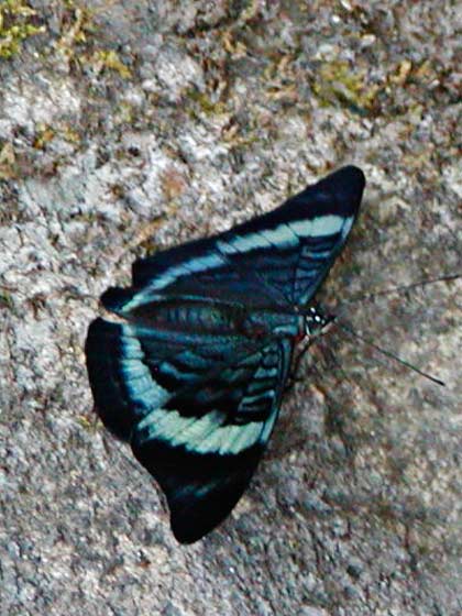 06-ButterflyAltaMira
